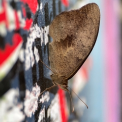 Heteronympha merope (Common Brown Butterfly) at Haig Park - 22 Dec 2023 by Hejor1