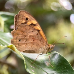 Heteronympha merope at City Renewal Authority Area - 22 Dec 2023 05:30 PM