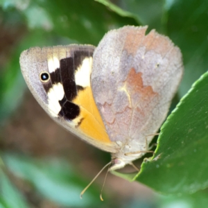 Heteronympha merope at City Renewal Authority Area - 22 Dec 2023