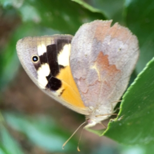 Heteronympha merope at City Renewal Authority Area - 22 Dec 2023