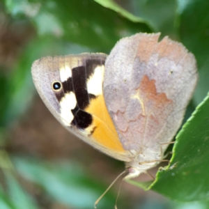 Heteronympha merope at City Renewal Authority Area - 22 Dec 2023