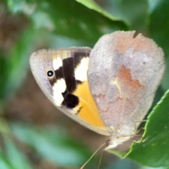 Heteronympha merope at City Renewal Authority Area - 22 Dec 2023