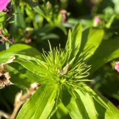 Helicoverpa (genus) at Haig Park - 22 Dec 2023