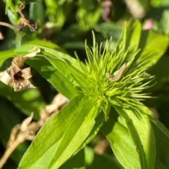 Helicoverpa (genus) at Haig Park - 22 Dec 2023