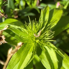 Helicoverpa (genus) at Haig Park - 22 Dec 2023