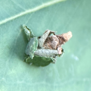 Psychidae (family) IMMATURE at City Renewal Authority Area - 22 Dec 2023