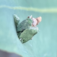 Psychidae (family) IMMATURE at City Renewal Authority Area - 22 Dec 2023