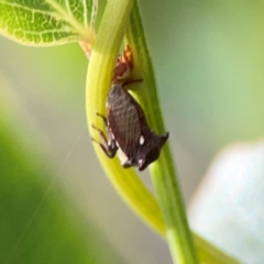 Acanthuchus trispinifer (Three-horned treehopper) at City Renewal Authority Area - 22 Dec 2023 by Hejor1