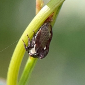 Acanthuchus trispinifer at City Renewal Authority Area - 22 Dec 2023