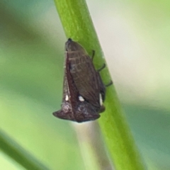 Acanthuchus trispinifer at City Renewal Authority Area - 22 Dec 2023