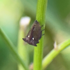 Acanthuchus trispinifer at City Renewal Authority Area - 22 Dec 2023