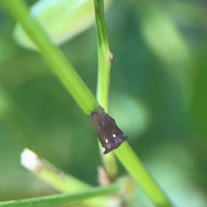 Acanthuchus trispinifer at City Renewal Authority Area - 22 Dec 2023