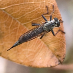 Asilinae sp. (subfamily) at Haig Park - 22 Dec 2023 by Hejor1