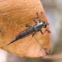 Cerdistus sp. (genus) at City Renewal Authority Area - 22 Dec 2023 06:03 PM