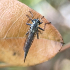 Cerdistus sp. (genus) at City Renewal Authority Area - 22 Dec 2023 06:03 PM