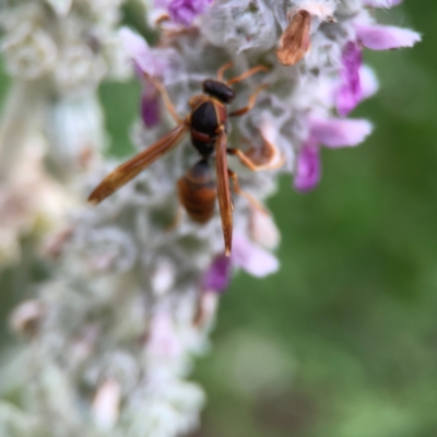 Polistes (Polistella) humilis (Common Paper Wasp) at Haig Park - 22 Dec 2023 by Hejor1