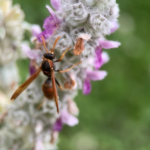 Polistes (Polistella) humilis at Haig Park - 22 Dec 2023 06:16 PM