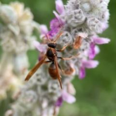 Polistes (Polistella) humilis at Haig Park - 22 Dec 2023