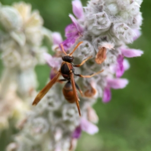 Polistes (Polistella) humilis at Haig Park - 22 Dec 2023