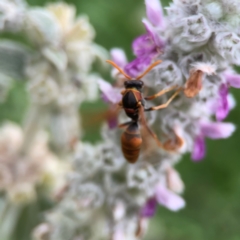 Polistes (Polistella) humilis at Haig Park - 22 Dec 2023