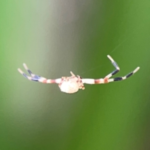 Thomisidae (family) at City Renewal Authority Area - 22 Dec 2023