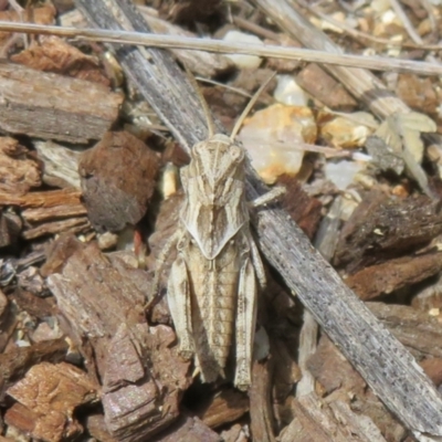 Gastrimargus musicus (Yellow-winged Locust or Grasshopper) at Cotter River, ACT - 22 Dec 2023 by Christine