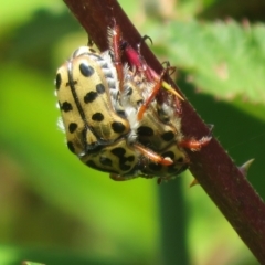 Neorrhina punctatum (Spotted flower chafer) at Lower Cotter Catchment - 22 Dec 2023 by Christine