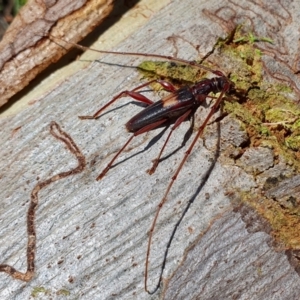 Epithora dorsalis at Rugosa - 23 Dec 2023