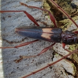 Epithora dorsalis at Rugosa - 23 Dec 2023 02:47 PM