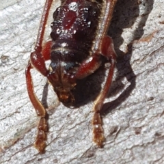 Epithora dorsalis at Rugosa - 23 Dec 2023 02:47 PM