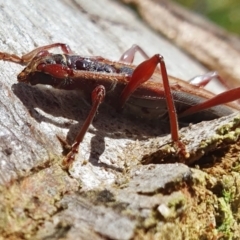 Epithora dorsalis at Rugosa - 23 Dec 2023