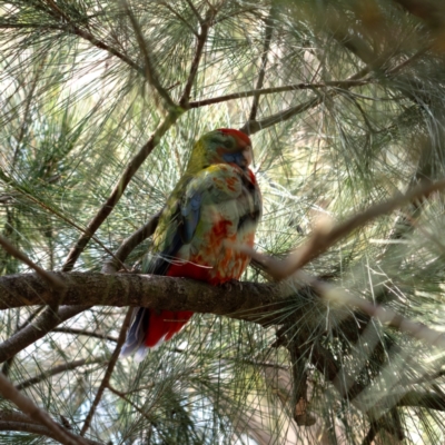 Platycercus elegans (Crimson Rosella) at Higgins, ACT - 22 Dec 2023 by Untidy