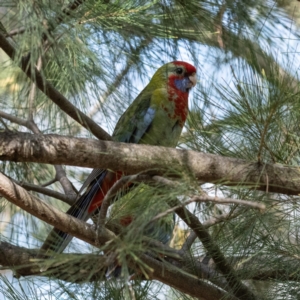 Platycercus elegans at Higgins Woodland - 22 Dec 2023