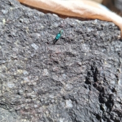 Chrysididae (family) (Cuckoo wasp or Emerald wasp) at Cotter Reserve - 21 Dec 2023 by NickDaines