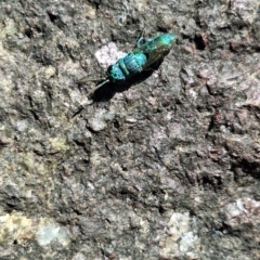 Chrysididae (family) at Cotter Reserve - 22 Dec 2023