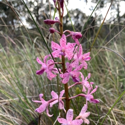 Dipodium roseum (Rosy Hyacinth Orchid) at Aranda Bushland - 23 Dec 2023 by Matthewl
