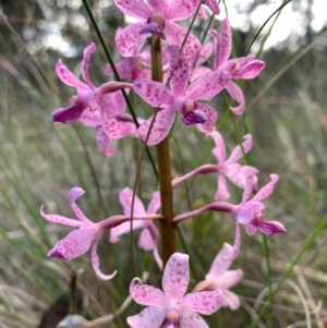 Dipodium roseum at Aranda Bushland - suppressed