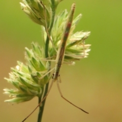 Mutusca brevicornis (A broad-headed bug) at Fadden Pines (FAD) - 23 Dec 2023 by KumikoCallaway