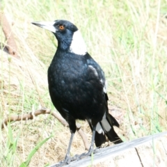 Gymnorhina tibicen (Australian Magpie) at Flea Bog Flat to Emu Creek Corridor - 22 Dec 2023 by JohnGiacon