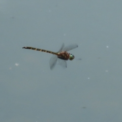 Hemicordulia australiae (Australian Emerald) at Symonston, ACT - 23 Dec 2023 by RodDeb