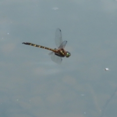 Hemicordulia australiae at Symonston, ACT - 23 Dec 2023