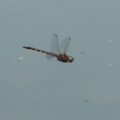 Hemicordulia australiae at Symonston, ACT - 23 Dec 2023