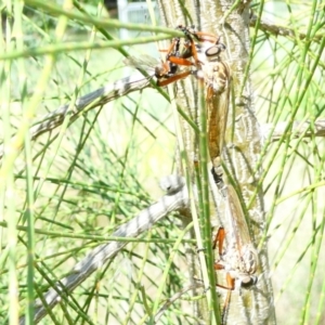 Asilinae sp. (subfamily) at Flea Bog Flat to Emu Creek Corridor - 23 Dec 2023 08:43 AM