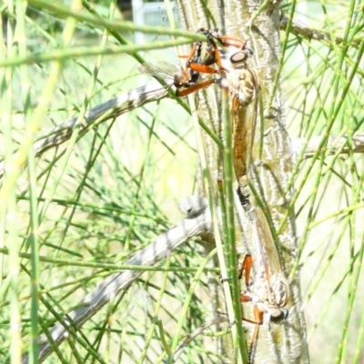 Asilinae sp. (subfamily) (Unidentified asiline Robberfly) at Emu Creek - 22 Dec 2023 by JohnGiacon