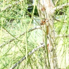 Asilinae sp. (subfamily) at Flea Bog Flat to Emu Creek Corridor - 23 Dec 2023 08:43 AM