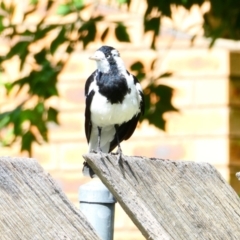 Grallina cyanoleuca (Magpie-lark) at Emu Creek - 23 Dec 2023 by JohnGiacon