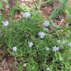 Vittadinia cuneata (Fuzzweed, New Holland Daisy) at Symonston, ACT - 23 Dec 2023 by RodDeb