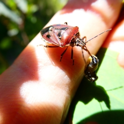 Cermatulus nasalis (Predatory shield bug, Glossy shield bug) at Belconnen, ACT - 23 Dec 2023 by JohnGiacon