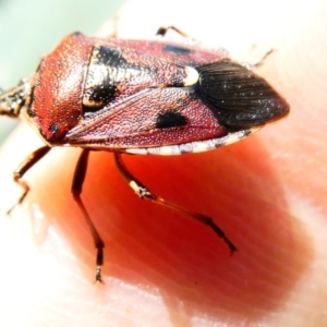 Cermatulus nasalis at Emu Creek - 23 Dec 2023 12:42 PM