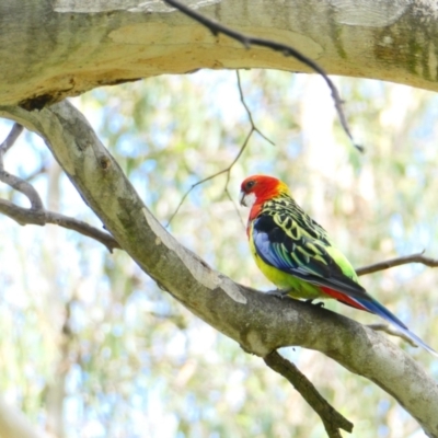 Platycercus eximius (Eastern Rosella) at Belconnen, ACT - 23 Dec 2023 by JohnGiacon